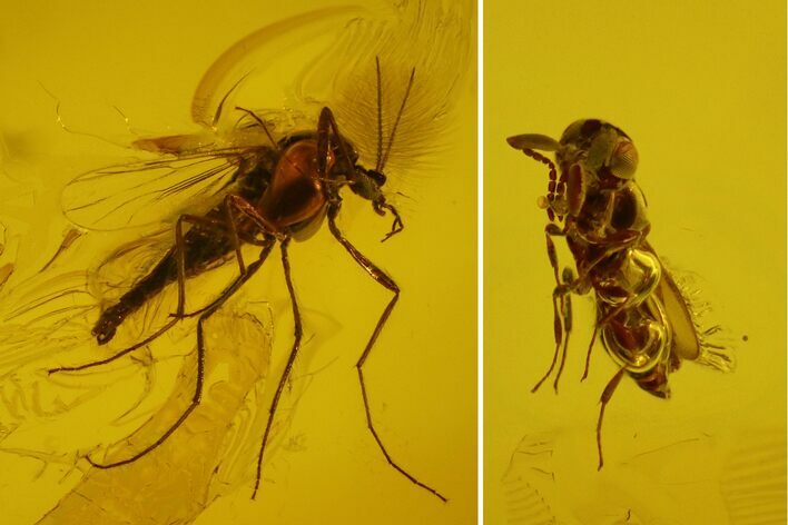 Fossil Fly (Diptera) And Chalcid Wasp (Chalcidoidea) In Baltic Amber #166208